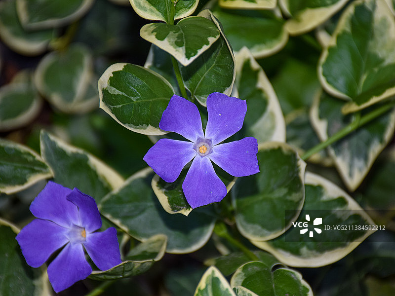 紫色开花植物的特写图片素材
