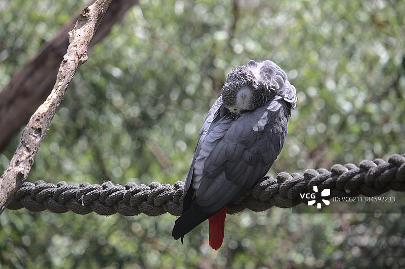 绳子上睡觉的鹦鹉图片素材