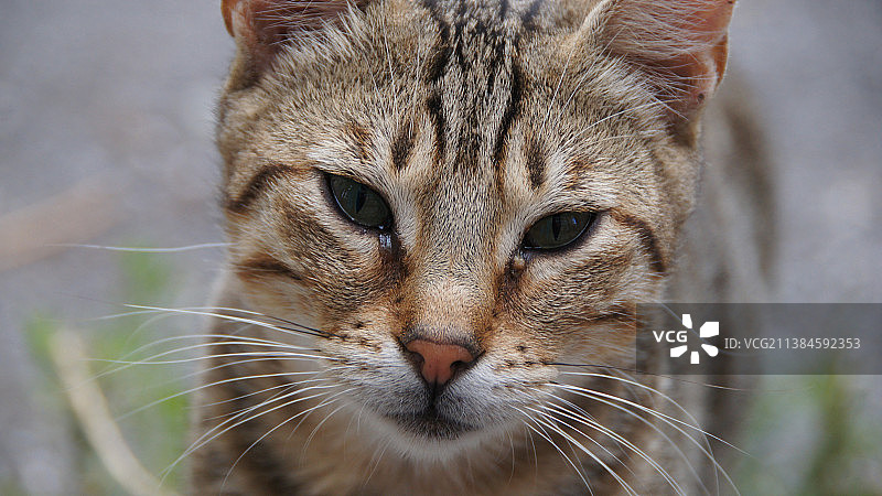 猫的特写肖像图片素材