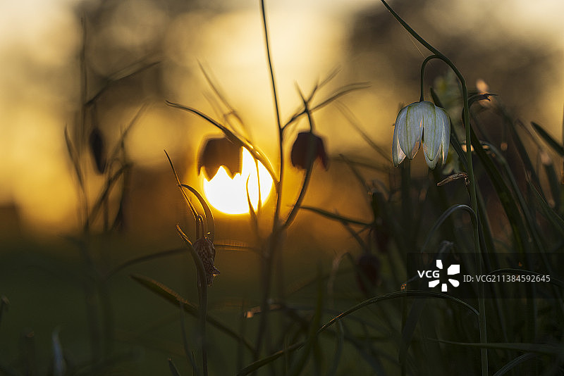 日落时分的原野植物剪影图片素材