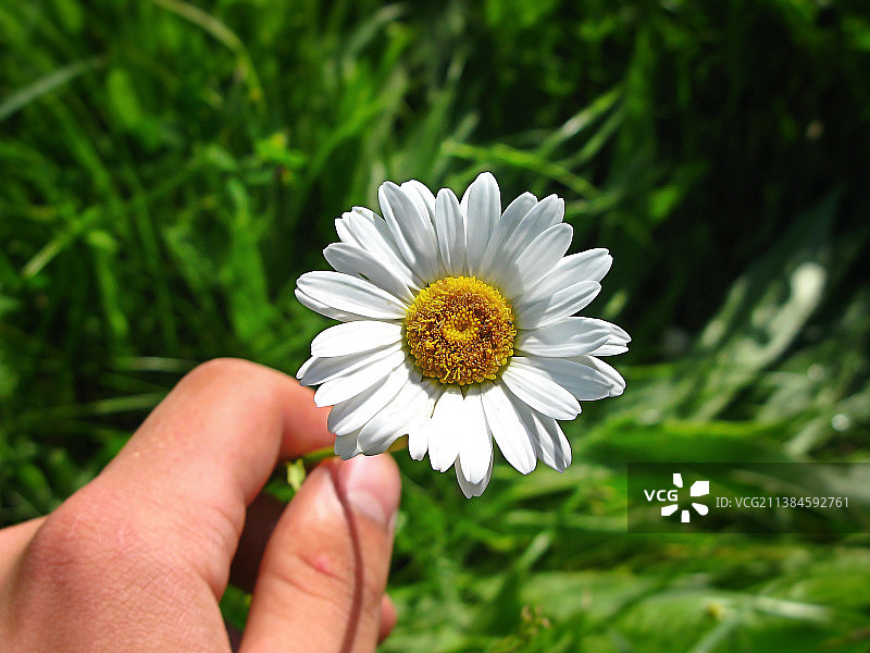 手持白色花朵特写图片素材