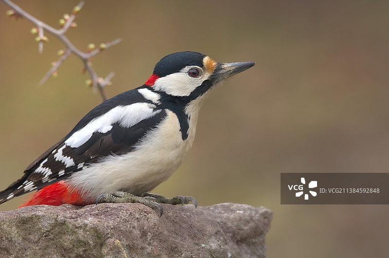 啄木鸟栖息在岩石上特写图片素材