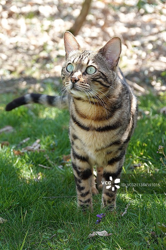 可爱小猫Kalya草地写真（瑞士）图片素材