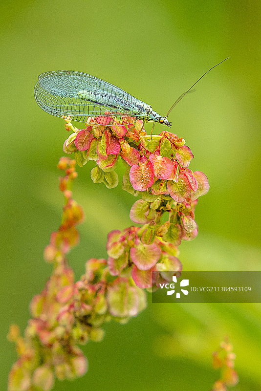 昆虫在花上的特写图片素材