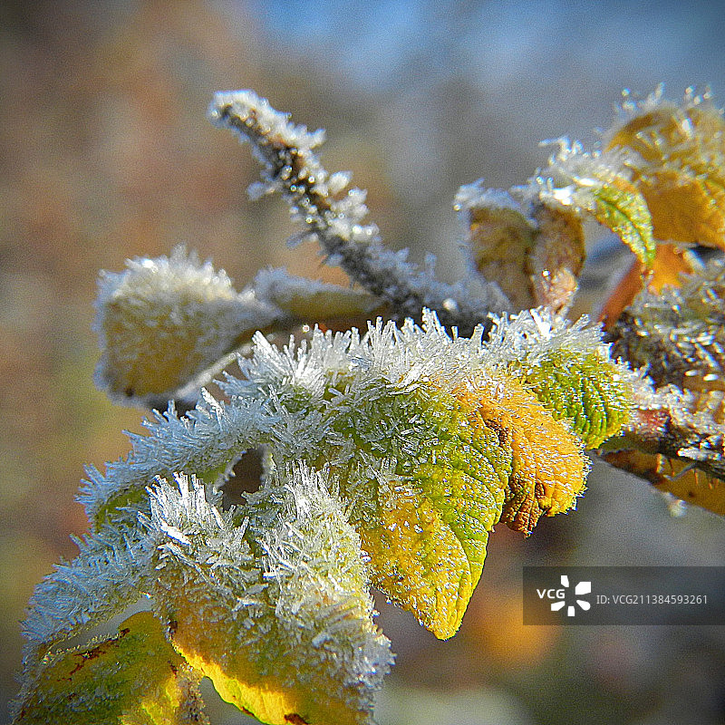 结霜的树叶，冰冻植物特写，德国梅明根图片素材
