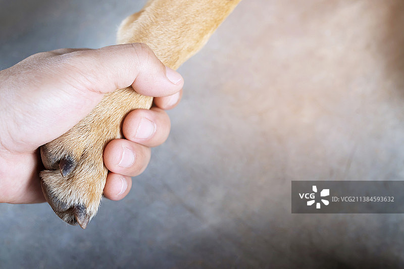 准备看医生的病狗图片素材