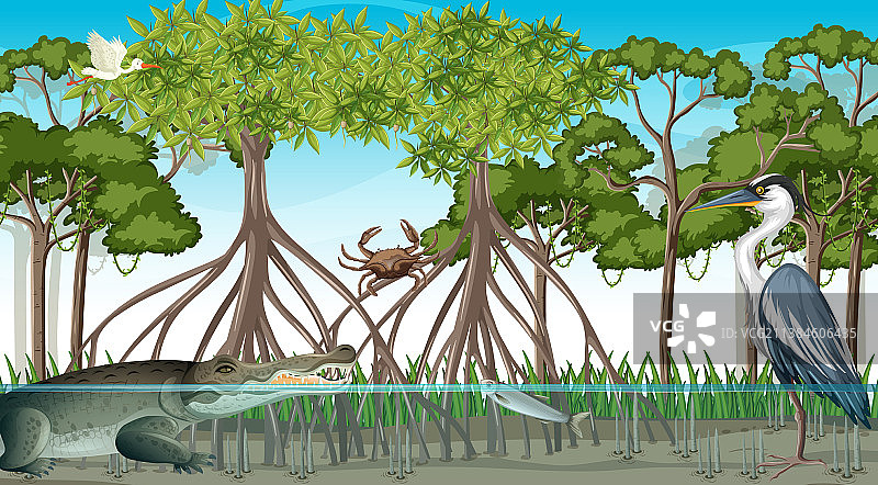 白天红树林里的动物图片素材