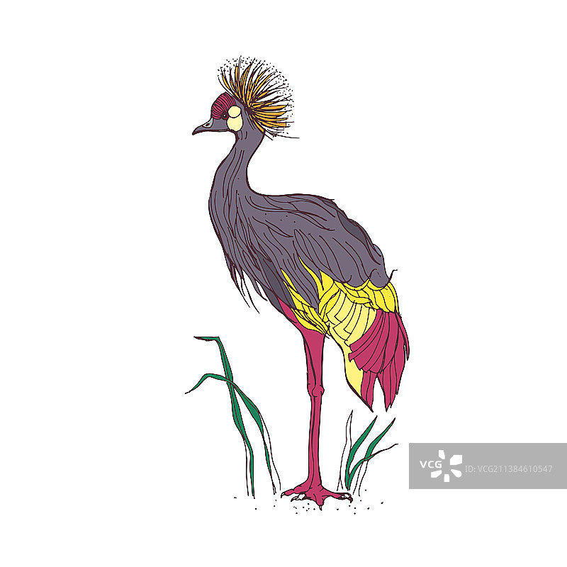 戴冕鹤非洲热带鸟类图片素材