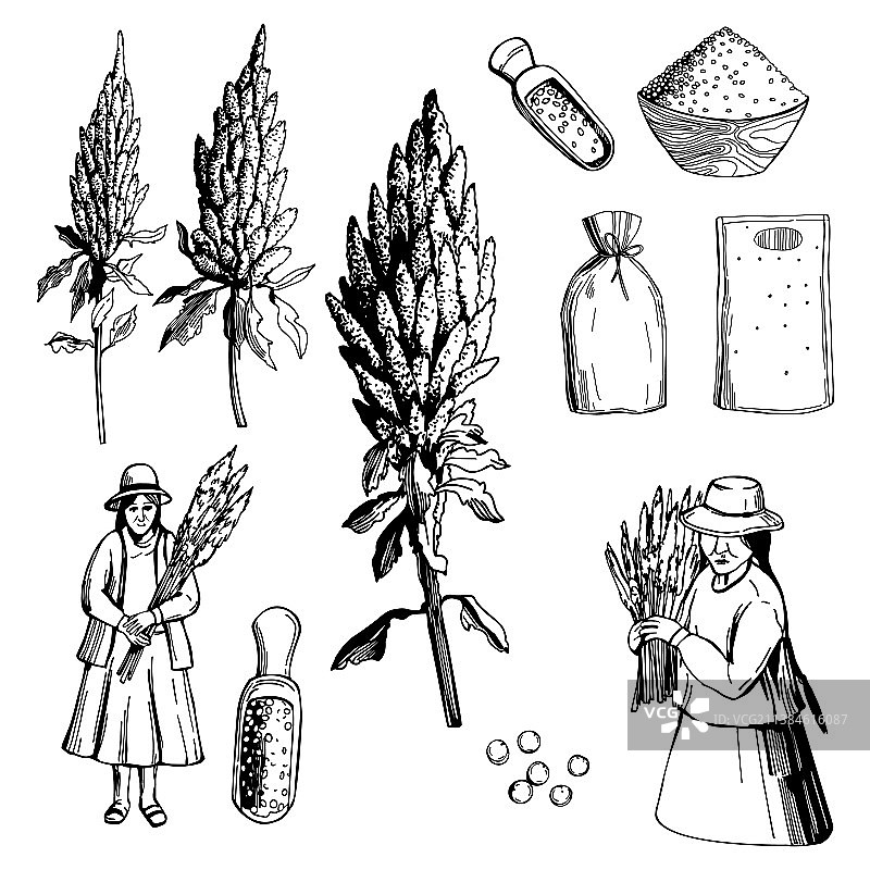 藜麦植物和种子图片素材