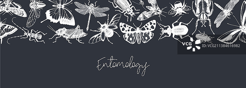 手绘昆虫横幅模板图片素材
