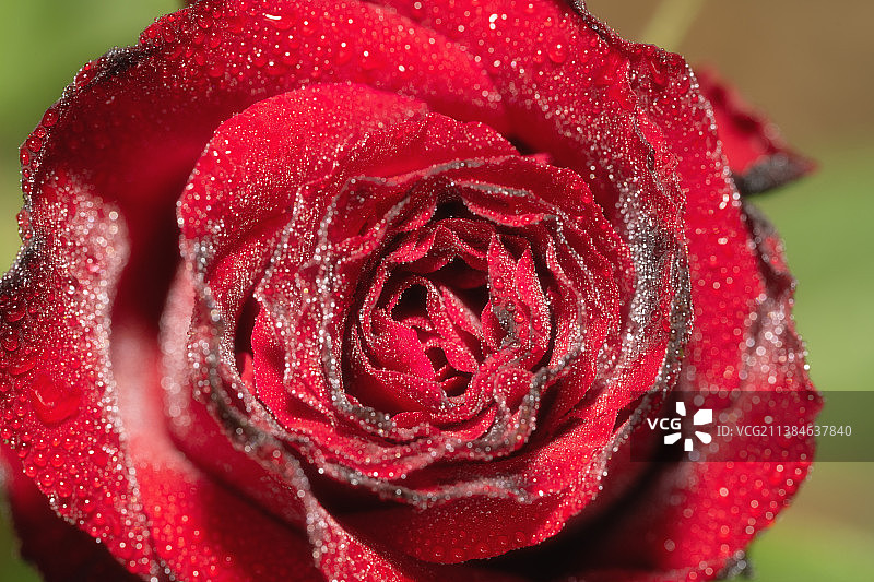 粉红色的玫瑰花、月季的特写图片素材