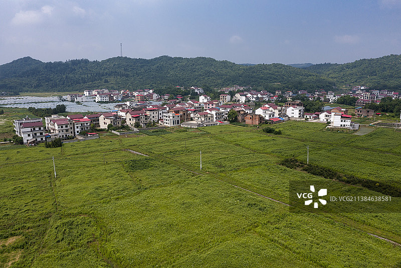 村庄前的艾草种植基地图片素材