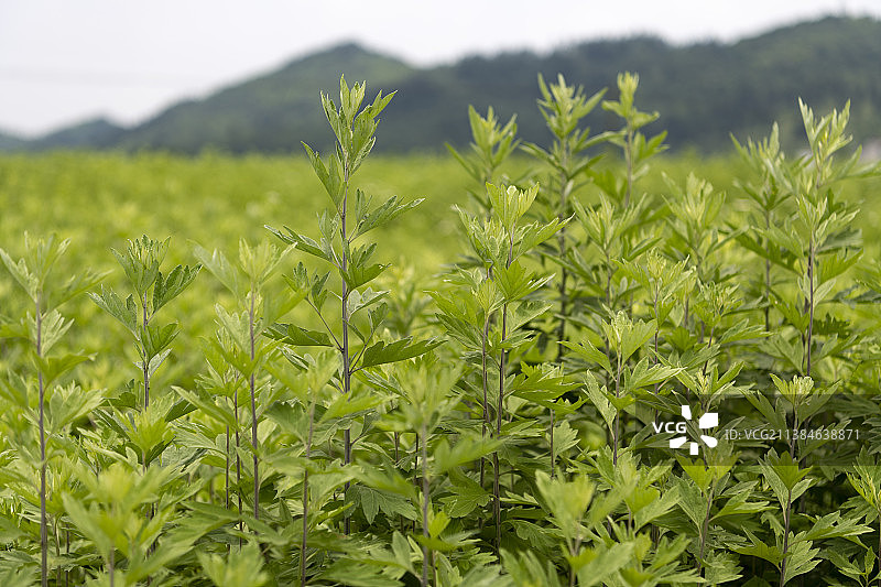 人工种植的艾草图片素材
