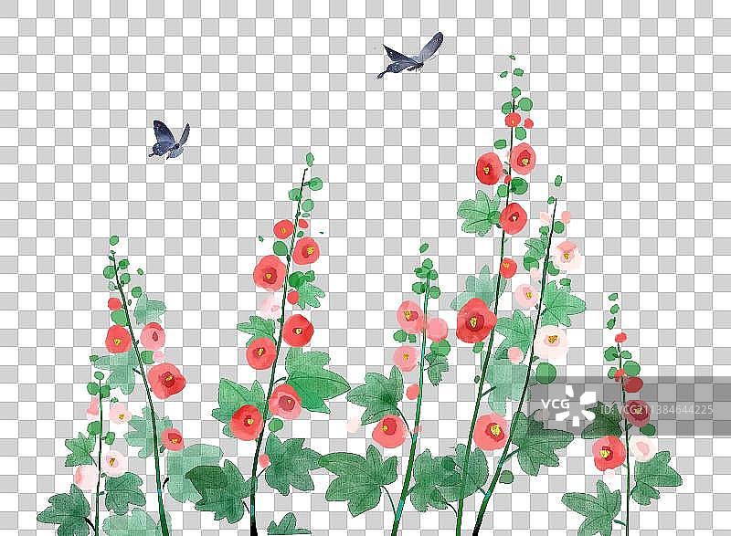 夏天盛开的蜀葵花图片素材