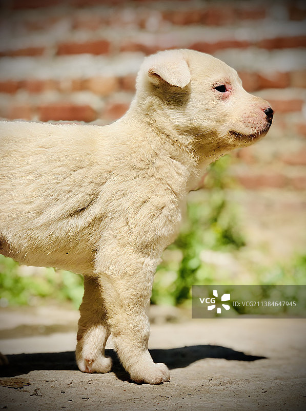 午睡后可爱的狗狗望向远方，印度哈里亚纳邦安巴拉图片素材