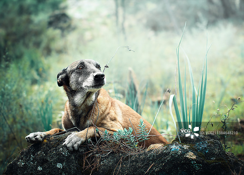 在田野岩石上休息的比利时马里努阿犬图片素材