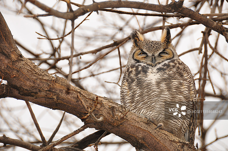 美国科林斯堡树枝上的幼年角鸮图片素材