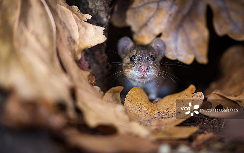 秋叶中躲藏的老鼠特写，俄罗斯圣彼得堡图片素材