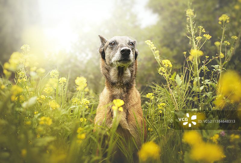 坐在黄色花丛中的年长比利时牧羊犬图片素材