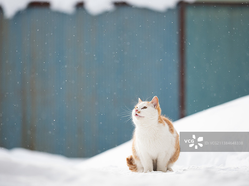 雪地里看雪花的猫咪特写图片素材
