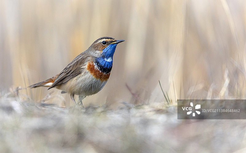 蓝喉歌鸲特写，栖息在俄罗斯圣彼得堡的田野上图片素材