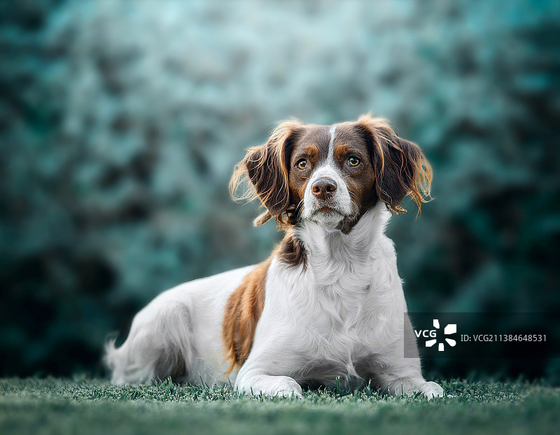 躺在草地上的布列塔尼猎犬图片素材