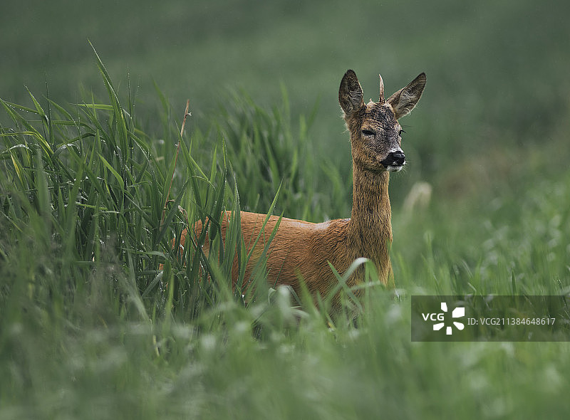 草地上站立的白色狍鹿肖像图片素材
