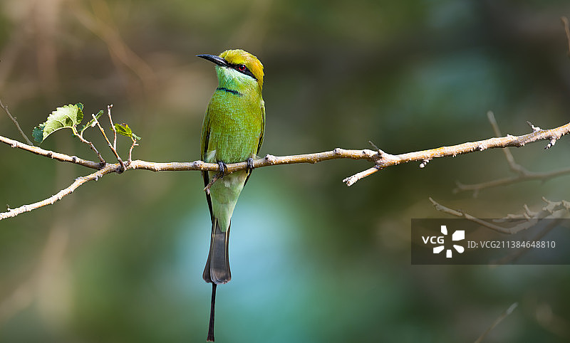 蜂虎特写图片素材