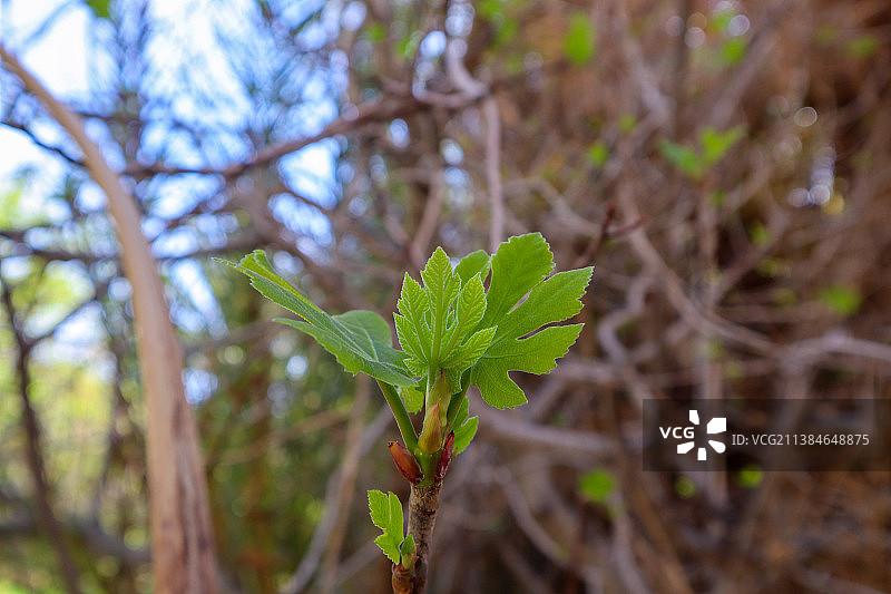 无花果叶子，摩洛哥田野上生长的植物特写图片素材