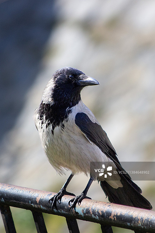栖息在栏杆上的乌鸦特写图片素材