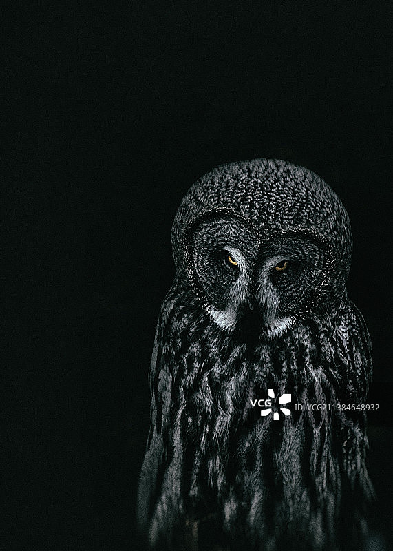 猫头鹰特写：黑色背景下的灰林鸮图片素材