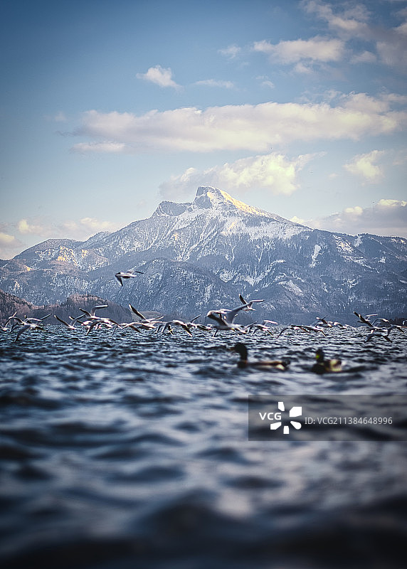 奥地利蒙德湖的海鸥与冬季海景图片素材