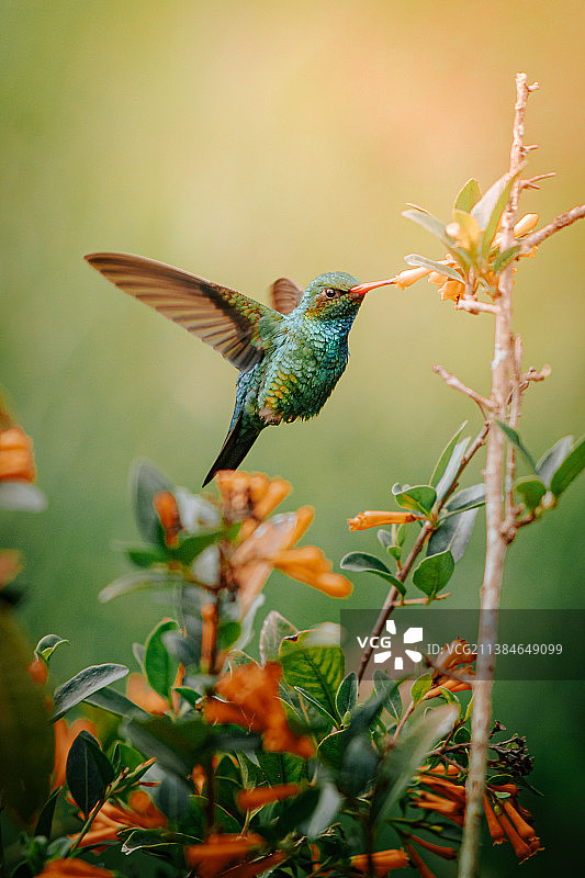 巴西蜂鸟栖息在植物上的特写图片素材