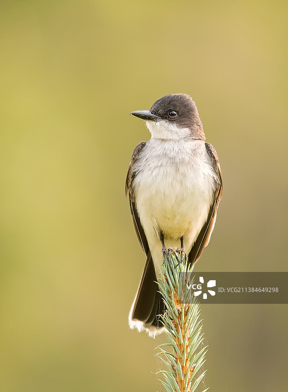 王霸鹟特写，栖息在植物上，加拿大阿尔伯塔省卡尔加里图片素材