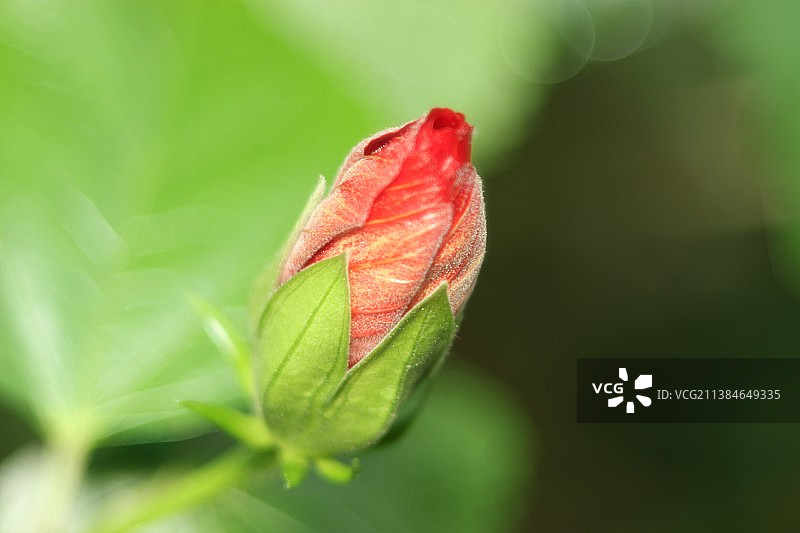 红色花蕾特写图片素材