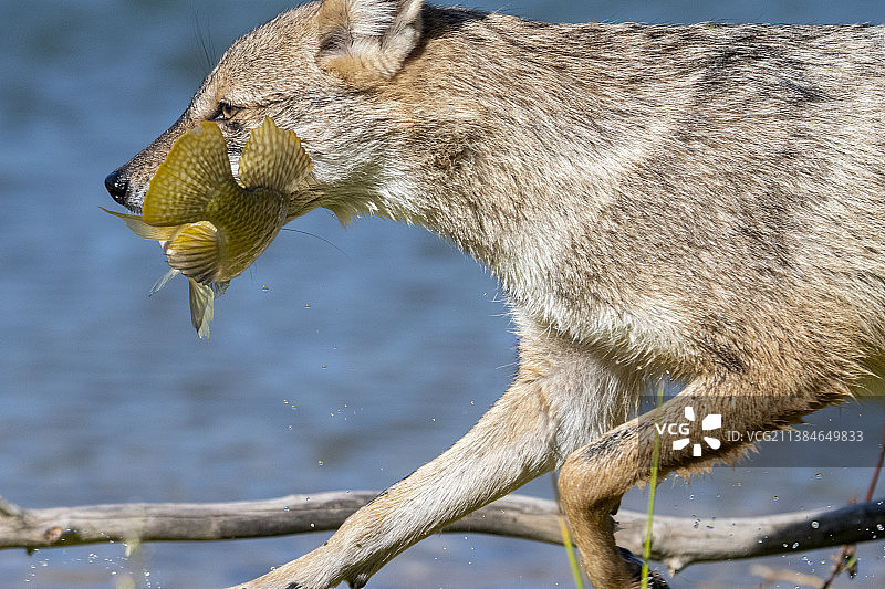 豺在湖上吃鱼的特写图片素材