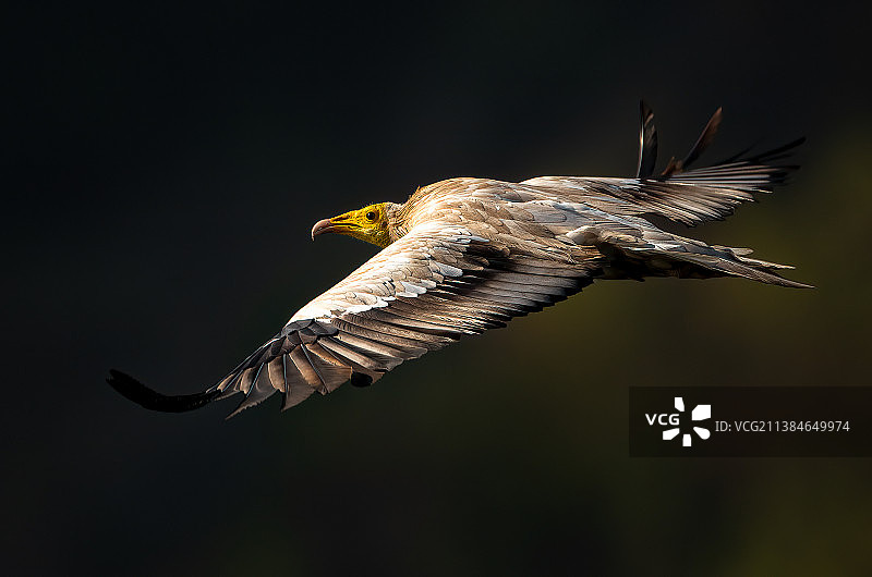 清晨飞行：老鹰在晴朗天空下飞行的特写图片素材