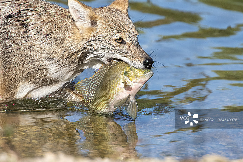 野生动物特写：胡狼白天在水中吃鱼图片素材