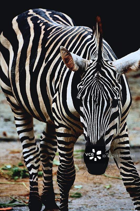 新加坡原野上的平原斑马特写图片素材