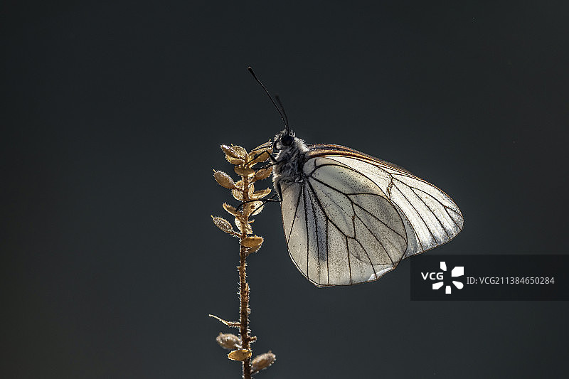 黑色背景下的植物和蝴蝶特写，土耳其图片素材