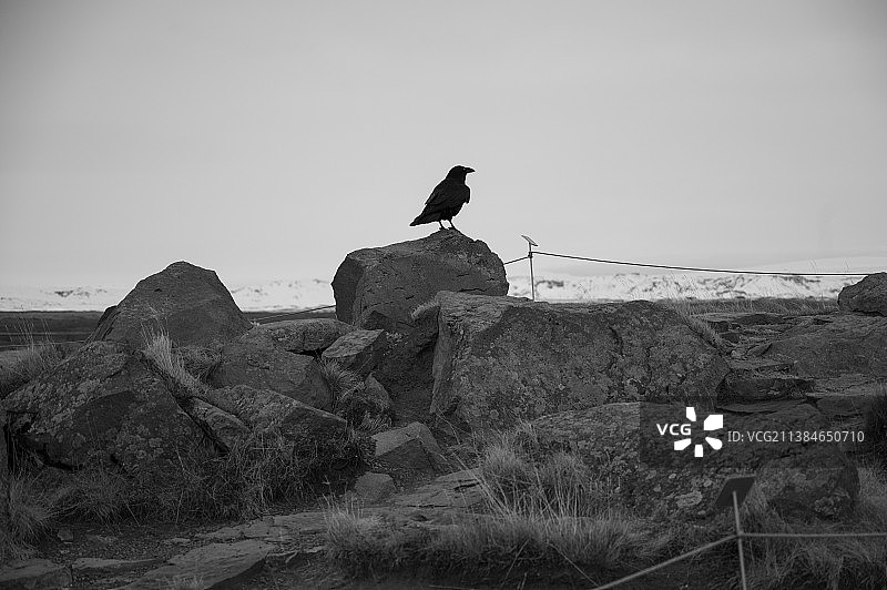 仰视乌鸦栖息岩石映衬天空图片素材