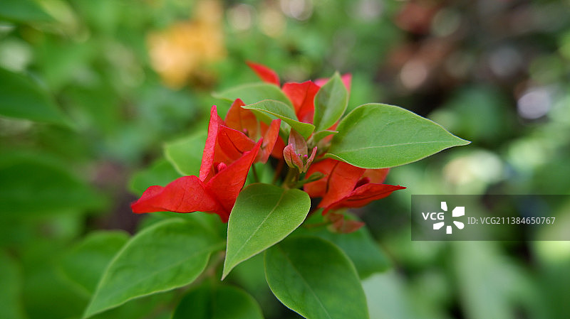 红色开花植物的特写图片素材