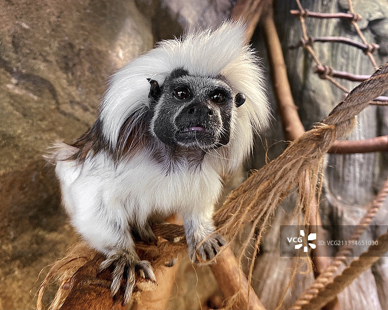 猴子在树上看着相机，俄罗斯图片素材