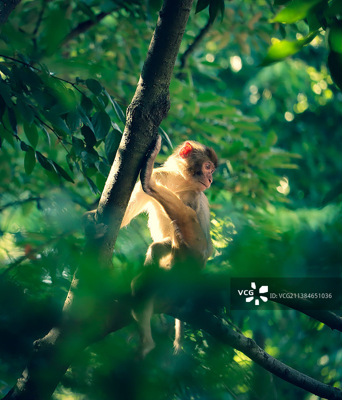 树上猕猴的低角度视图图片素材