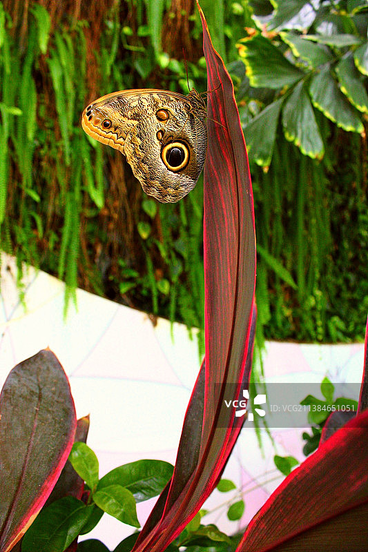 蛇与蝴蝶，植物上的蝴蝶特写，阿拉伯联合酋长国图片素材