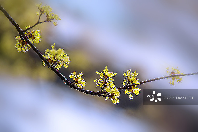 树枝上的樱花特写图片素材