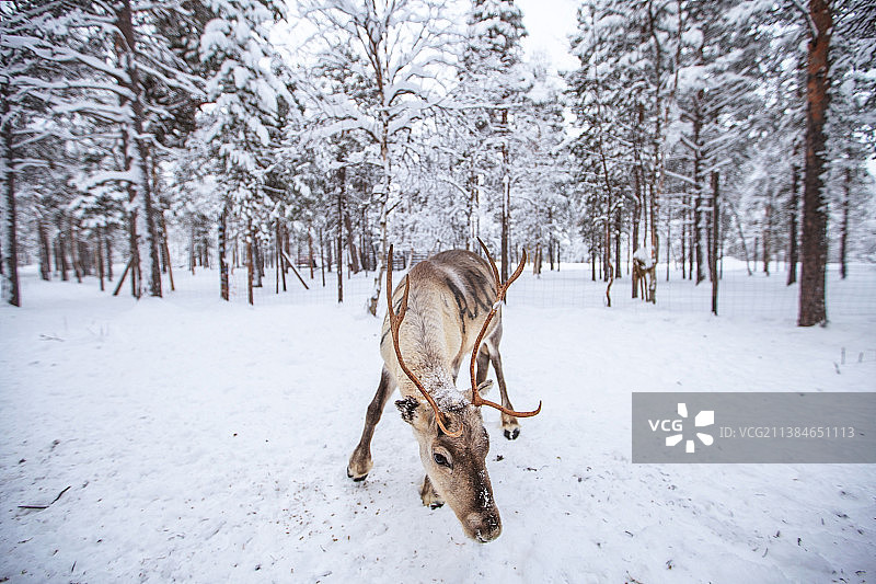 在芬兰伊纳里雪地里与驯鹿同行图片素材