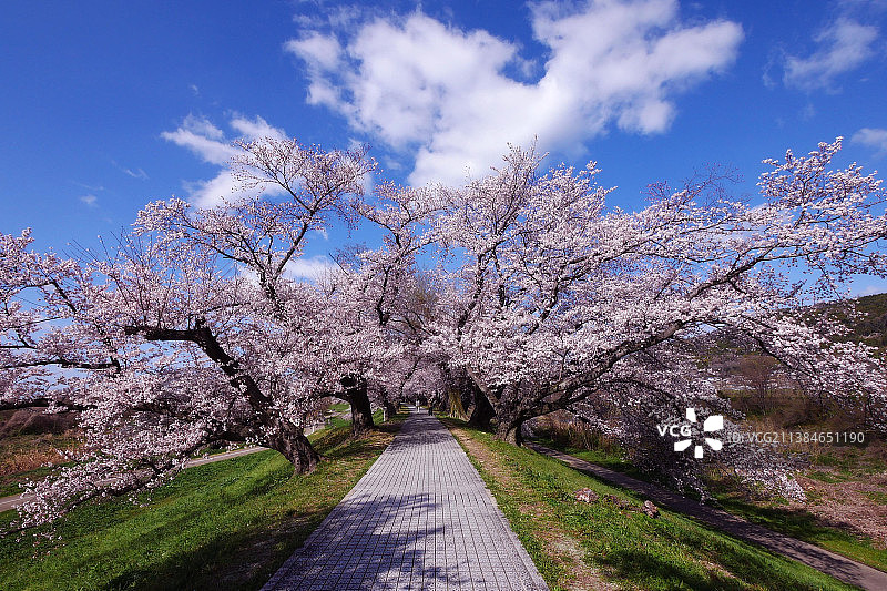 京都的春天：樱花与天空的景色图片素材