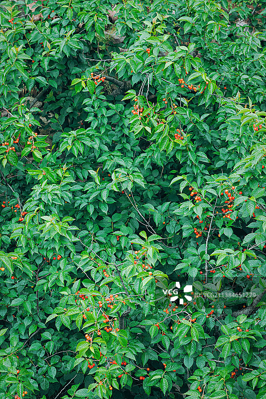 树枝上的樱桃图片素材