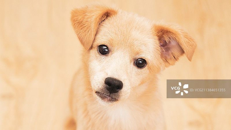 狗的特写肖像图片素材